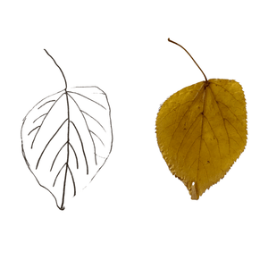 Hammered Brass Poplar Leaf Necklace with 14k Gold-filled Lobster Clasp-Necklaces- Creative Jewelry by Marcia